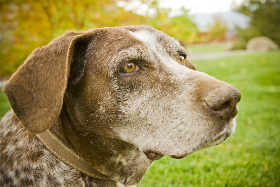 Anti-Aging for Dogs - Keeping Your Pet’s Mind Healthy